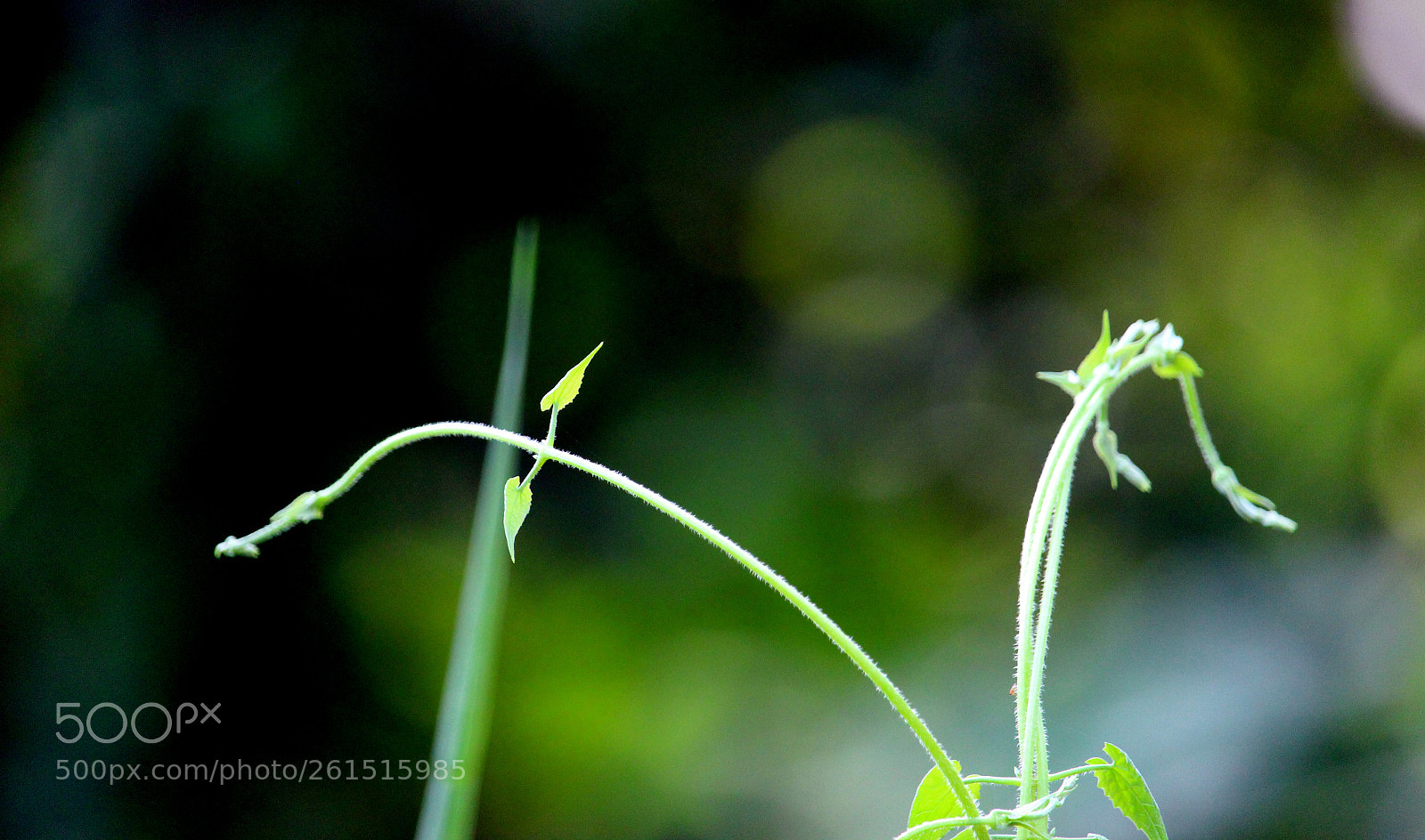 Canon EOS 700D (EOS Rebel T5i / EOS Kiss X7i) sample photo. Natural green abstract photography