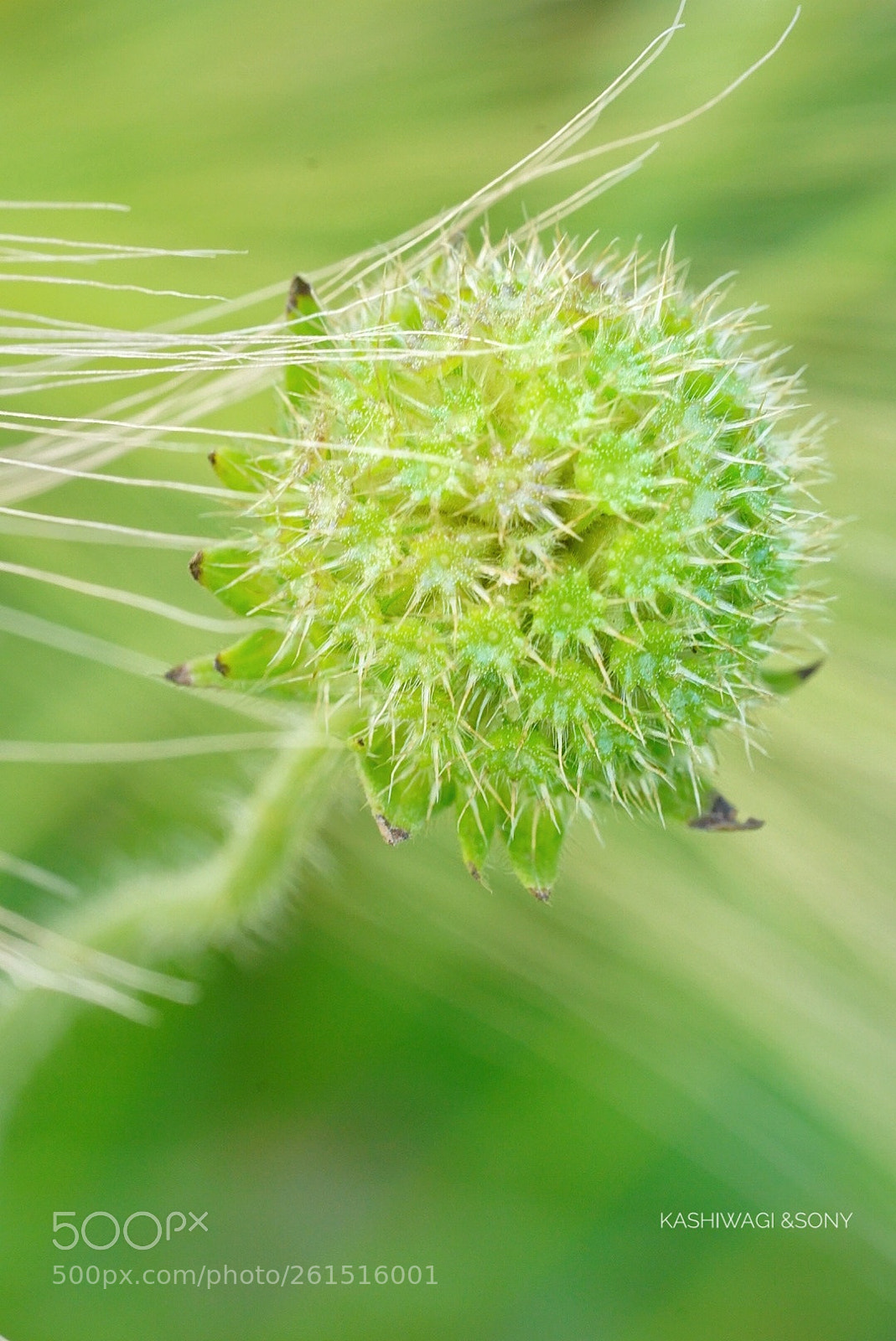 Sony a7 II sample photo. A quiet breath photography