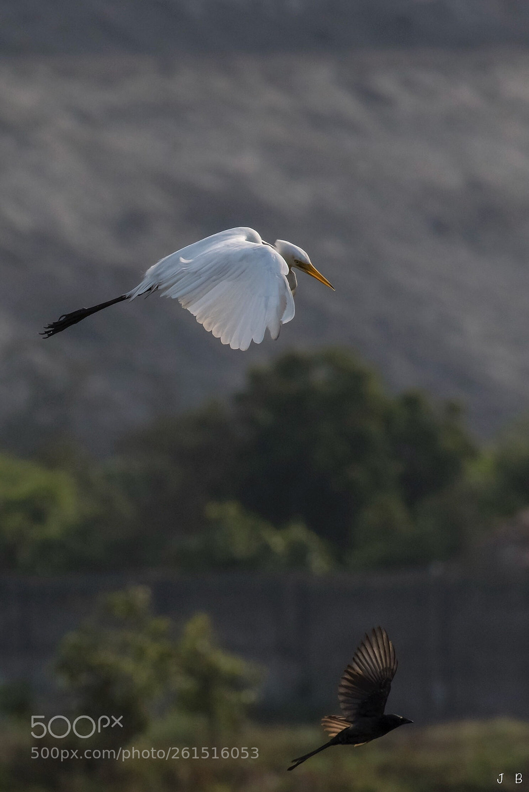 Nikon D500 sample photo. Can t hear you photography