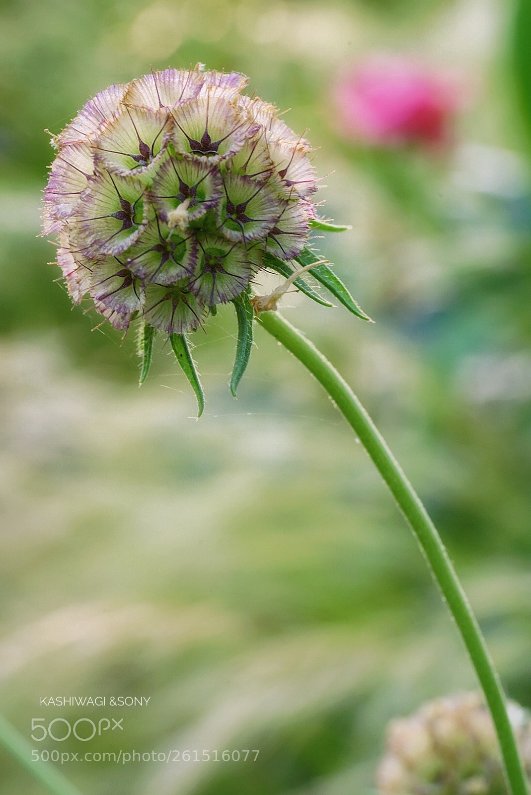 Sony a7 II sample photo. A quiet breath photography