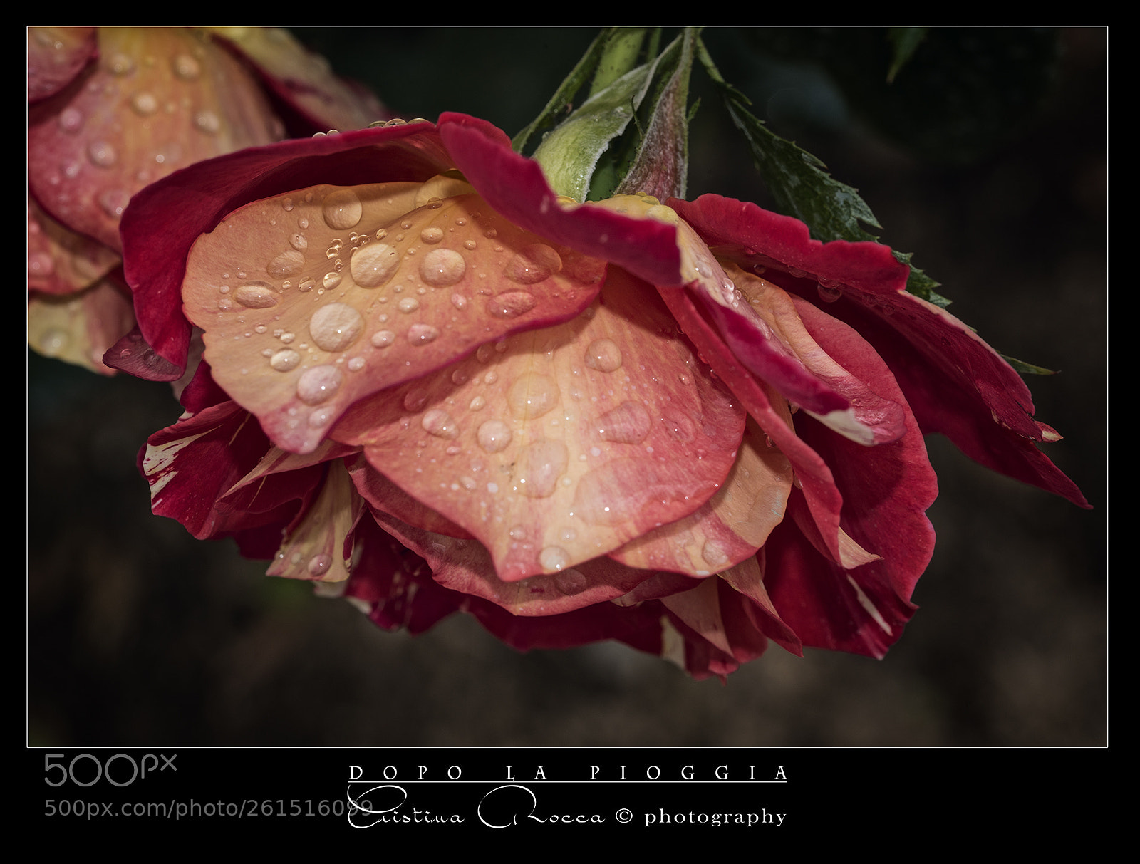 Nikon D750 sample photo. Gocce di pioggia photography