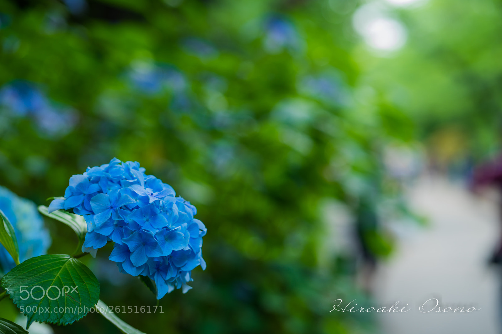 Sony a7 II sample photo. Hydrangea photography