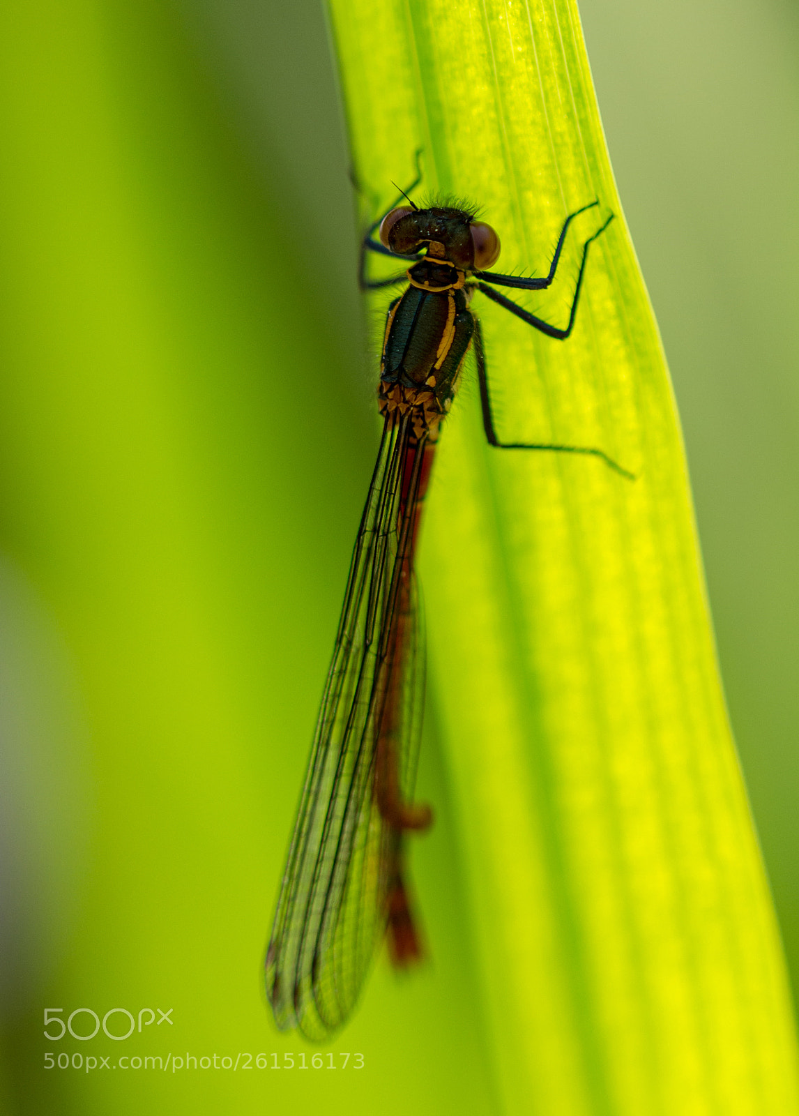 Nikon D3200 sample photo. Hanging on photography