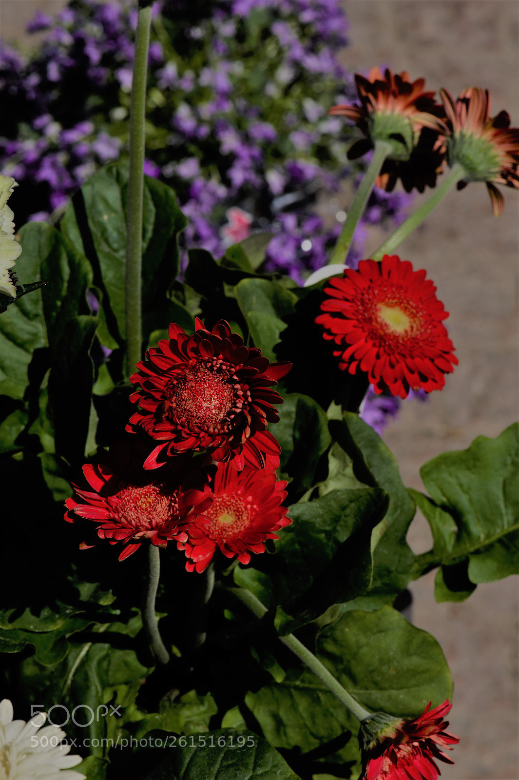 Nikon D700 sample photo. Red flowers in the photography