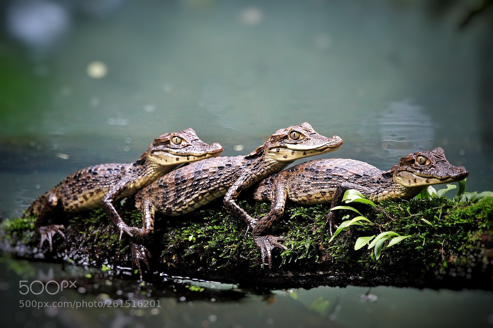 Canon EOS 600D (Rebel EOS T3i / EOS Kiss X5) sample photo. Babies (caimán crocodilus) photography