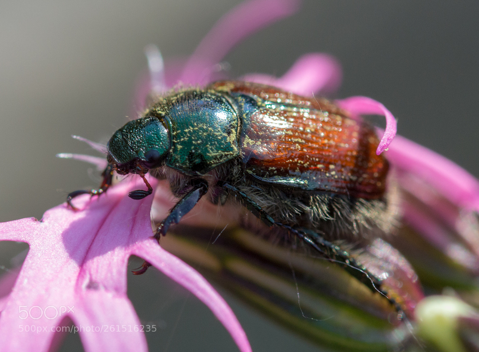 Nikon D3200 sample photo. Unknown bug photography