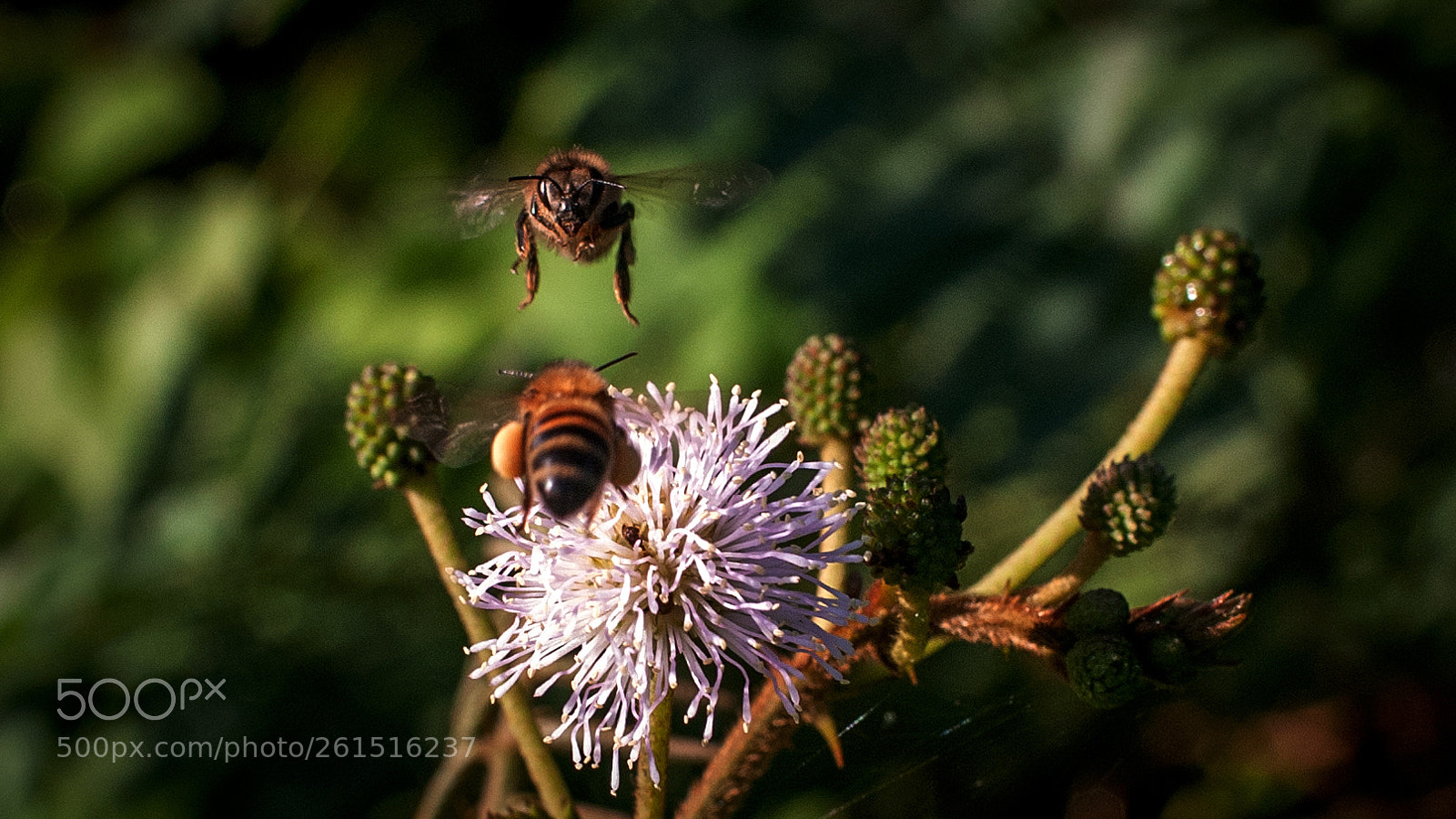 Nikon D200 sample photo. The duel photography