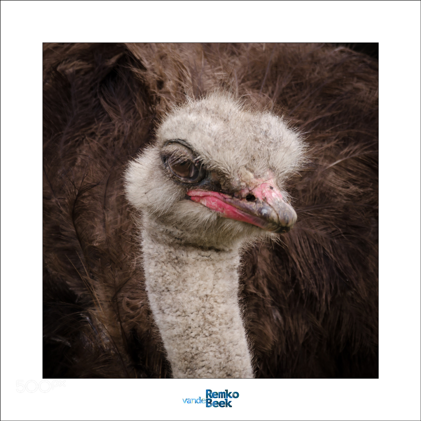 Nikon D7000 sample photo. Animals around capetown #2 photography