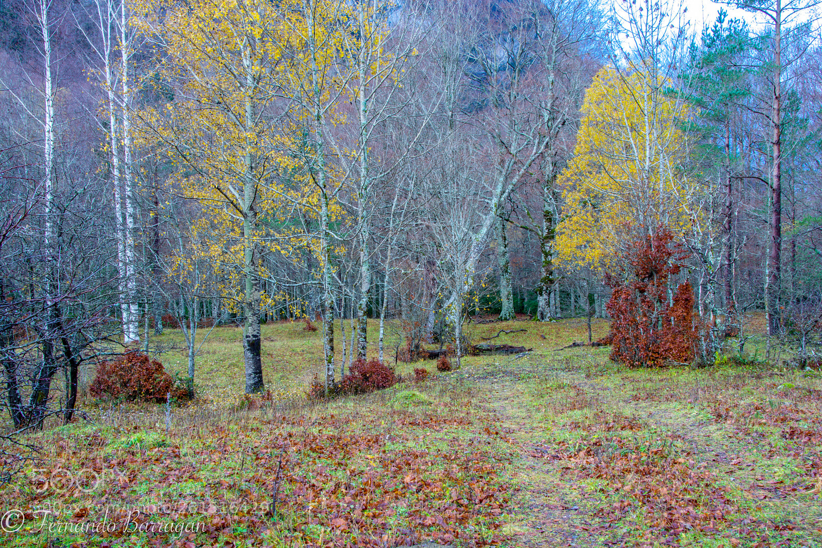 Nikon D7100 sample photo. Ordesa bosque photography