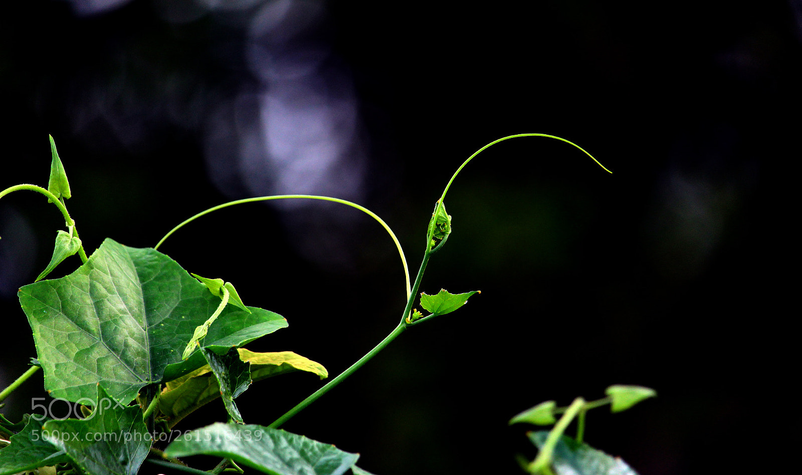 Canon EOS 700D (EOS Rebel T5i / EOS Kiss X7i) sample photo. Green abstract dark background photography