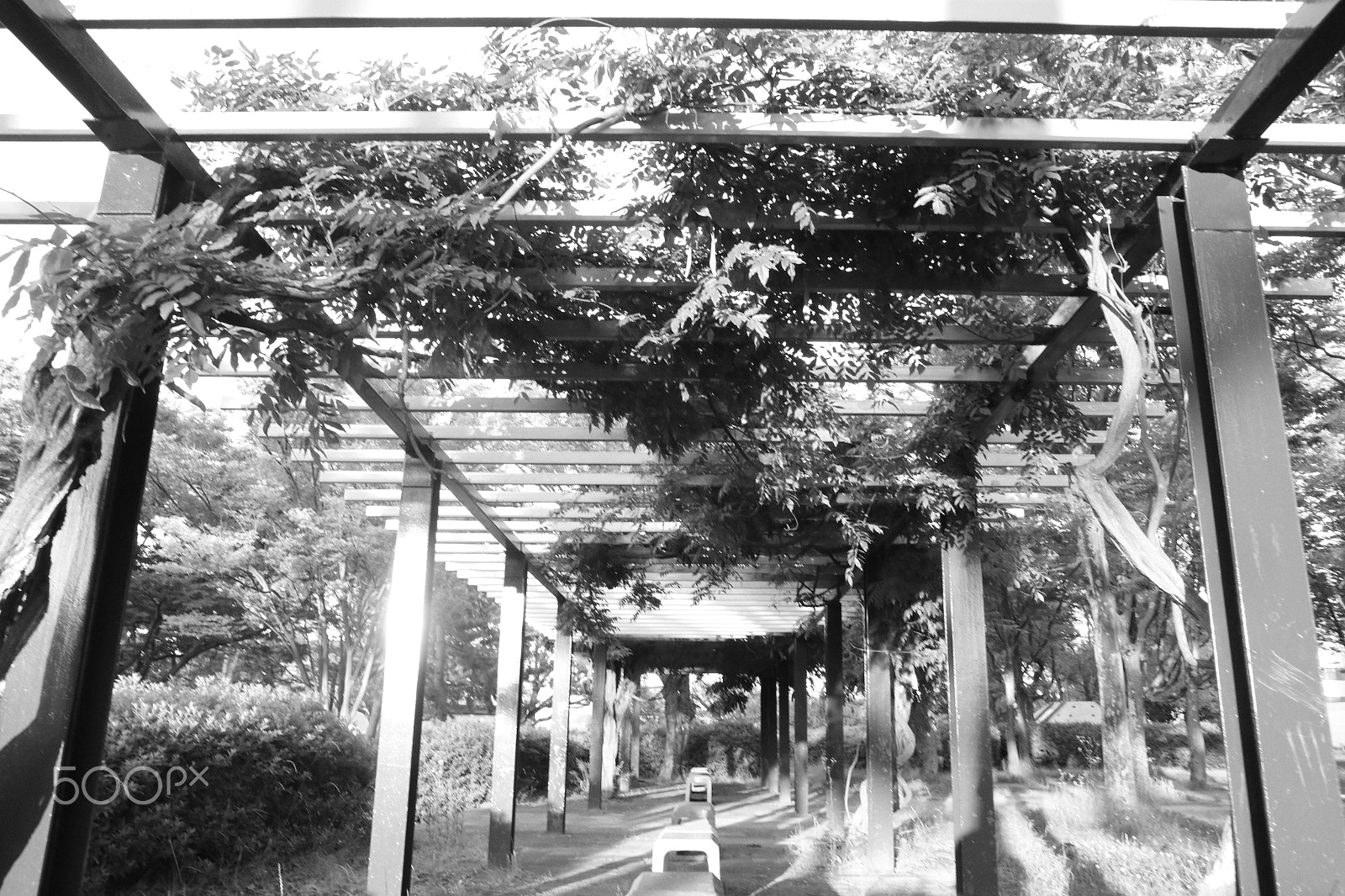 Canon EOS M6 sample photo. Green wisteria trellis with black and white photography