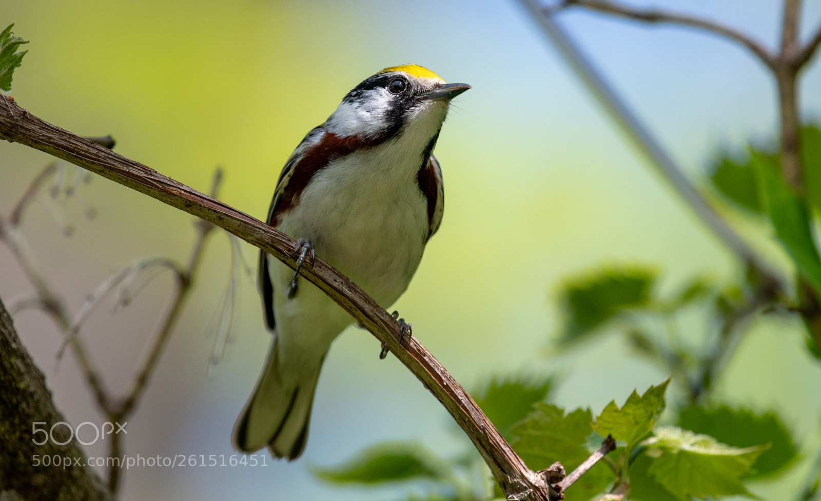 Nikon D500 sample photo. Chestnut-sided warbler photography