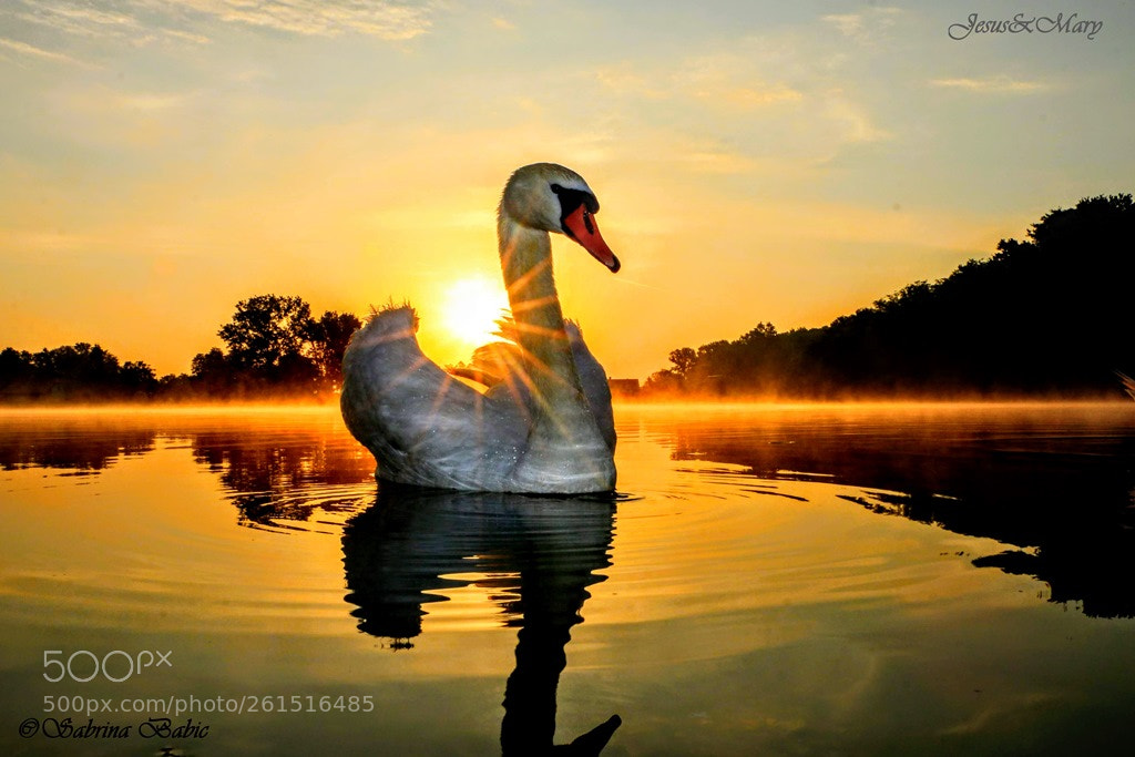 Canon EOS 70D sample photo. Swan saturday w /hunny photography