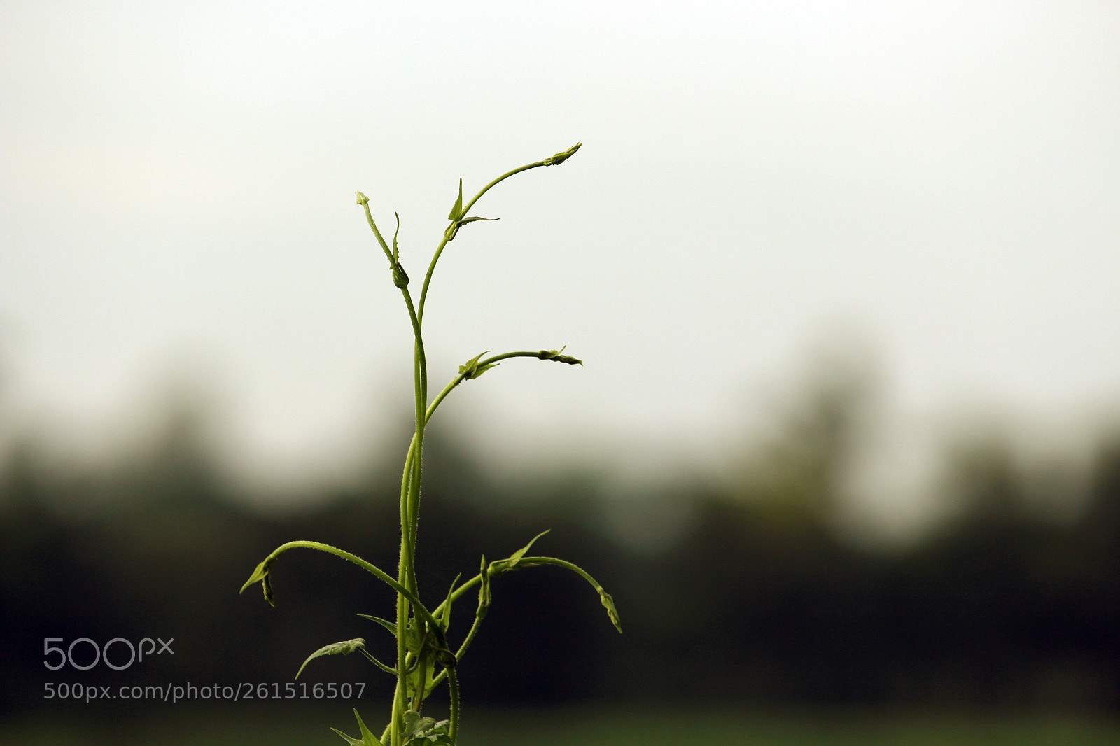 Canon EOS 700D (EOS Rebel T5i / EOS Kiss X7i) sample photo. Green abstract photography