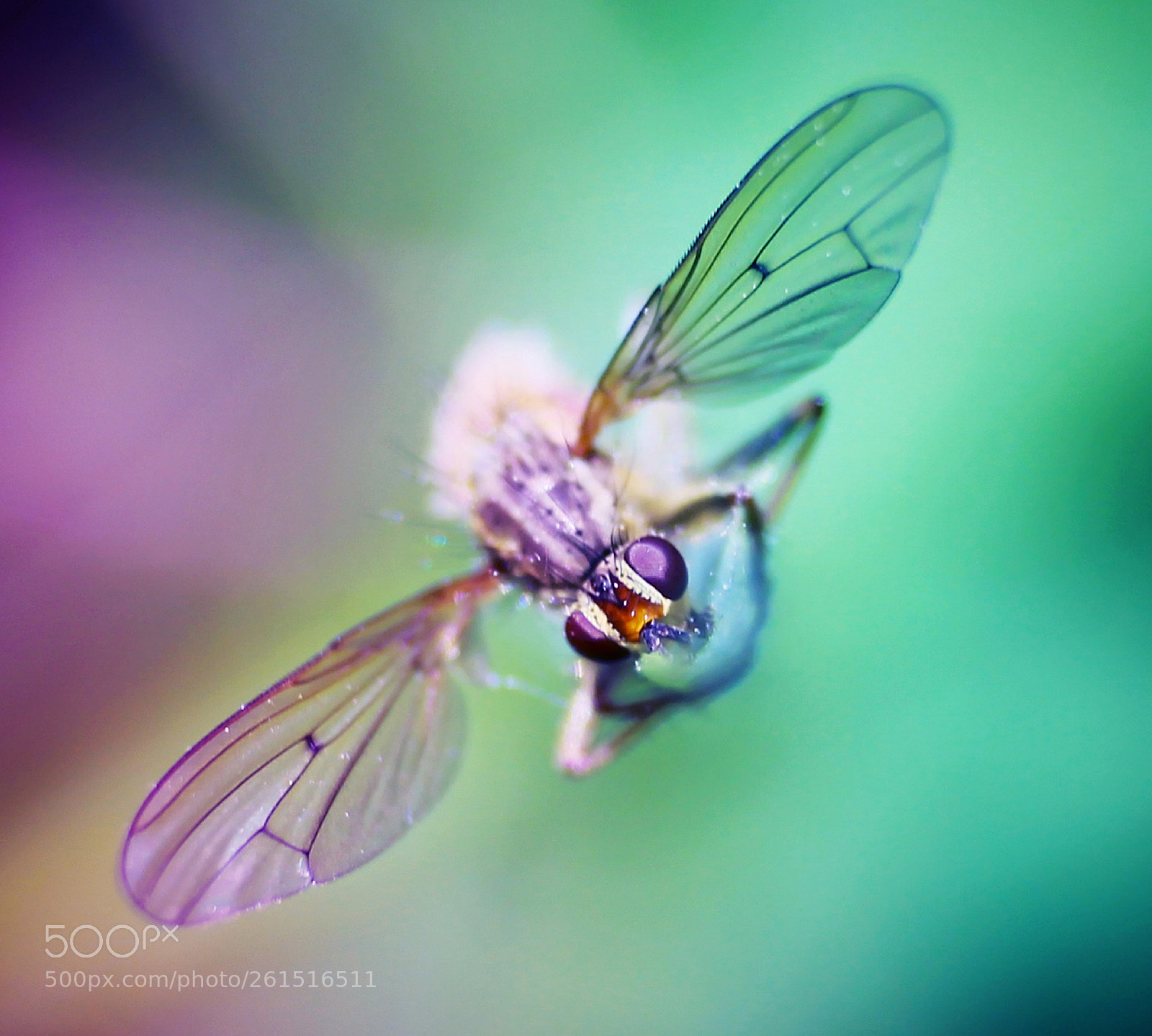 Canon EOS 700D (EOS Rebel T5i / EOS Kiss X7i) sample photo. Graceful flyer photography