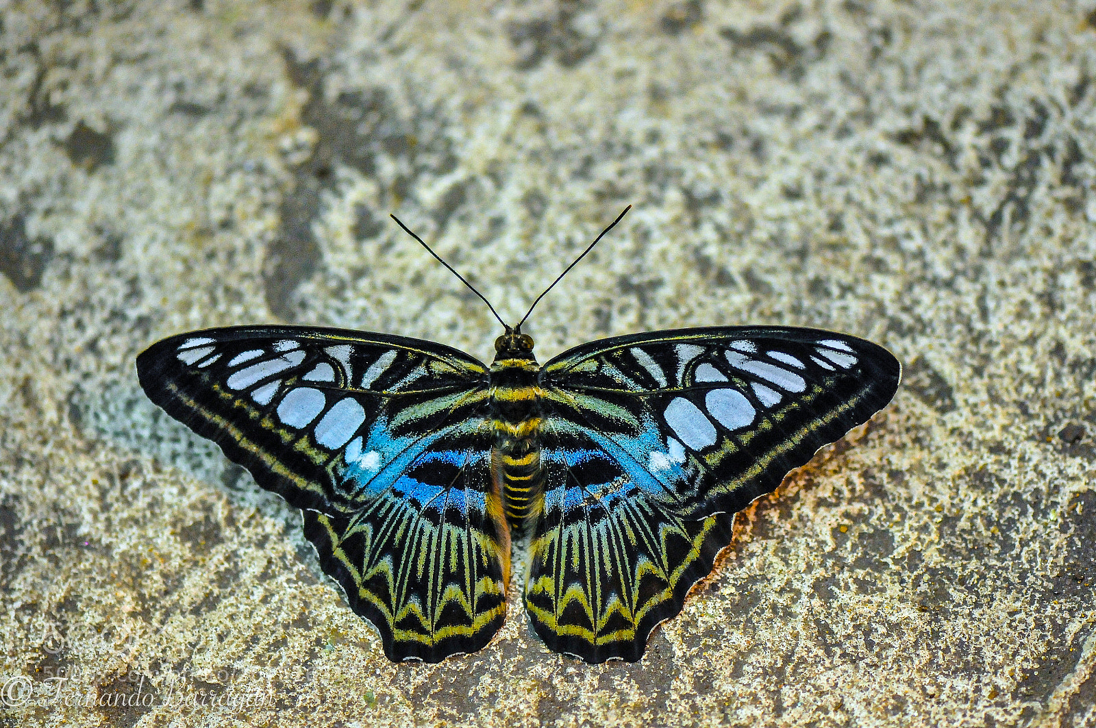 Nikon D300S sample photo. Mariposa azul photography