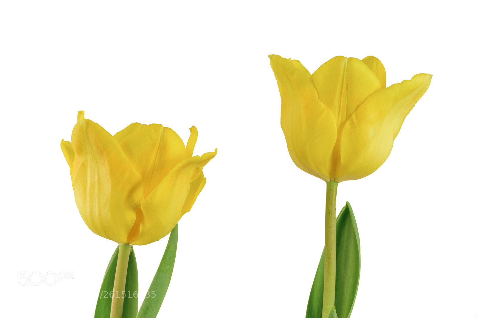 Nikon D5300 sample photo. Two tulips photography