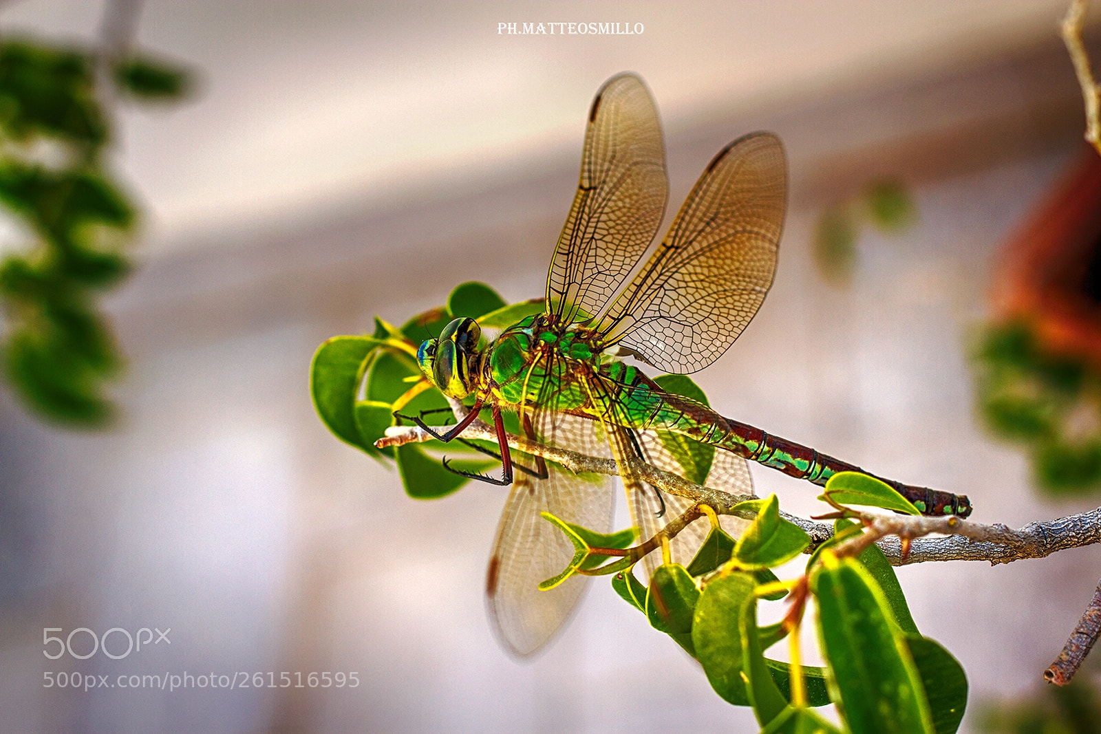 Canon EOS 7D sample photo. Libellula photography