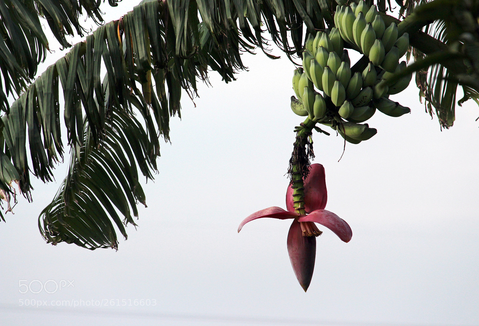 Canon EOS 700D (EOS Rebel T5i / EOS Kiss X7i) sample photo. Img photography