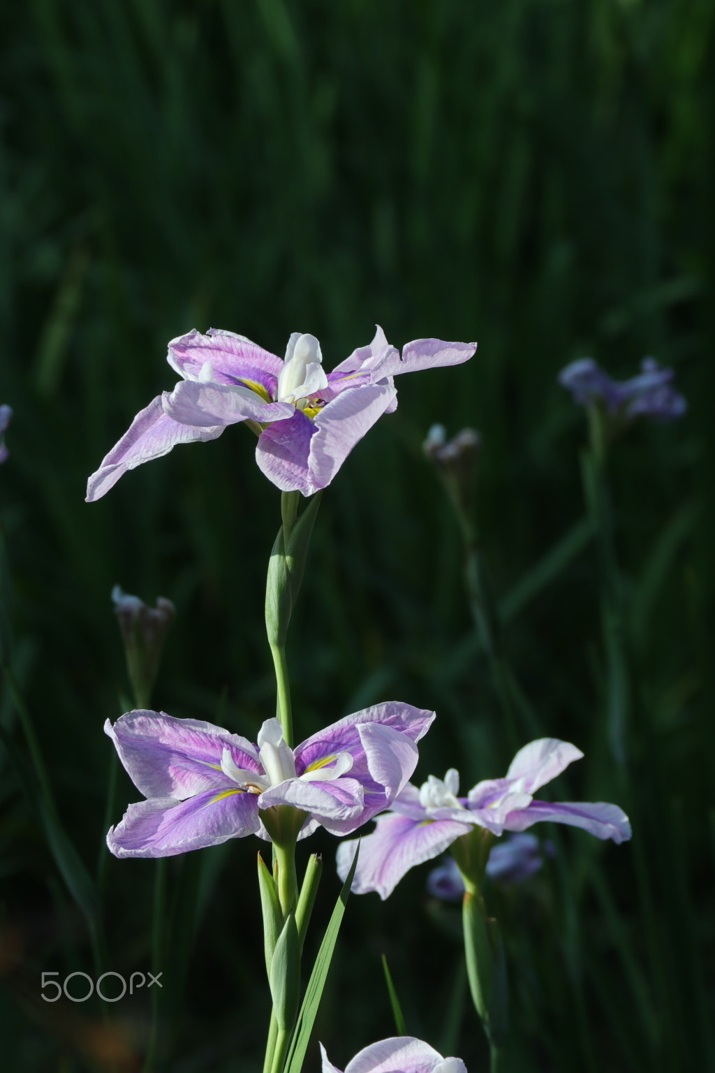 Canon EOS M6 sample photo. Taking the evening sun / 夕陽を浴びて photography