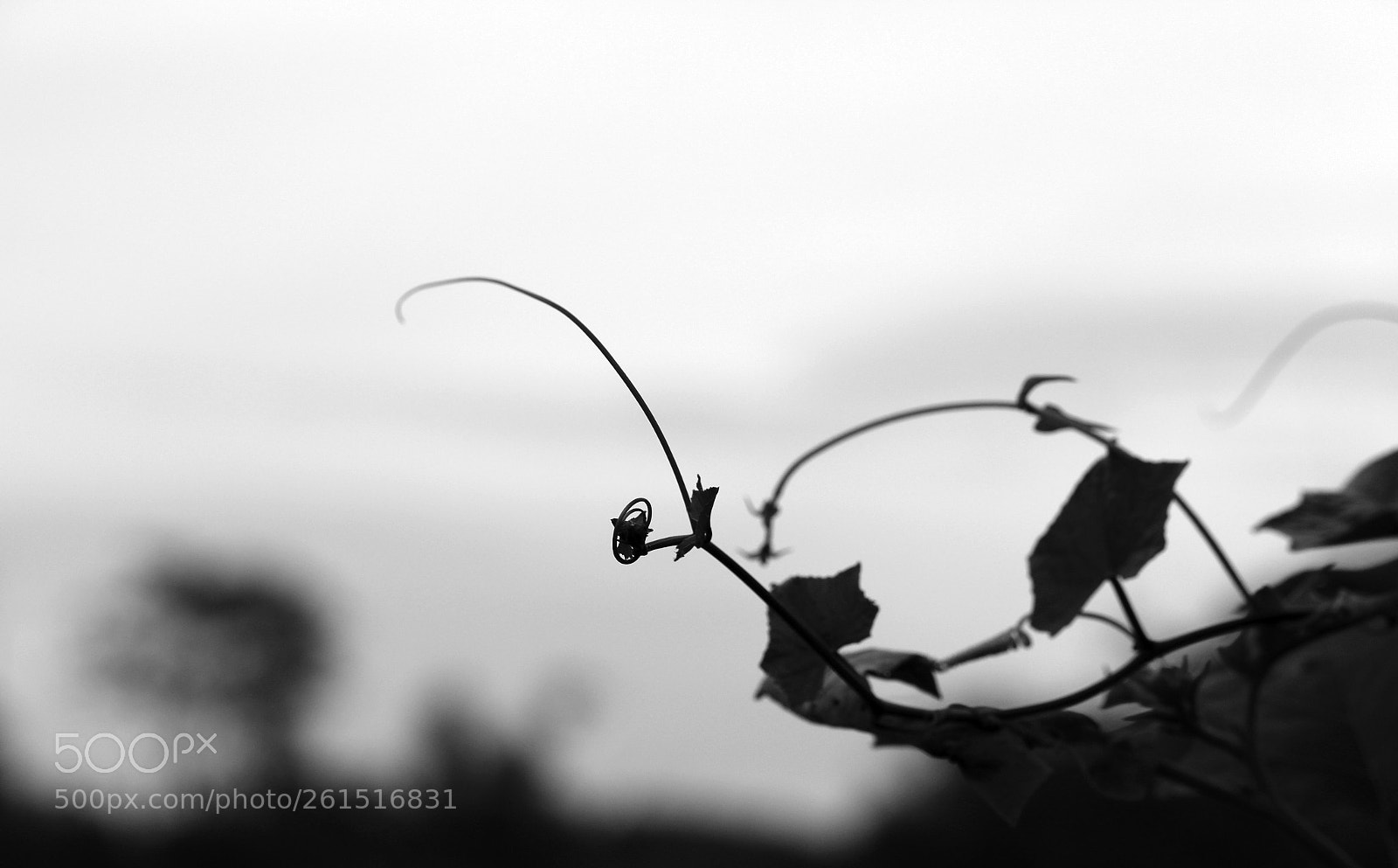 Canon EOS 700D (EOS Rebel T5i / EOS Kiss X7i) sample photo. Leaf abstract black and photography
