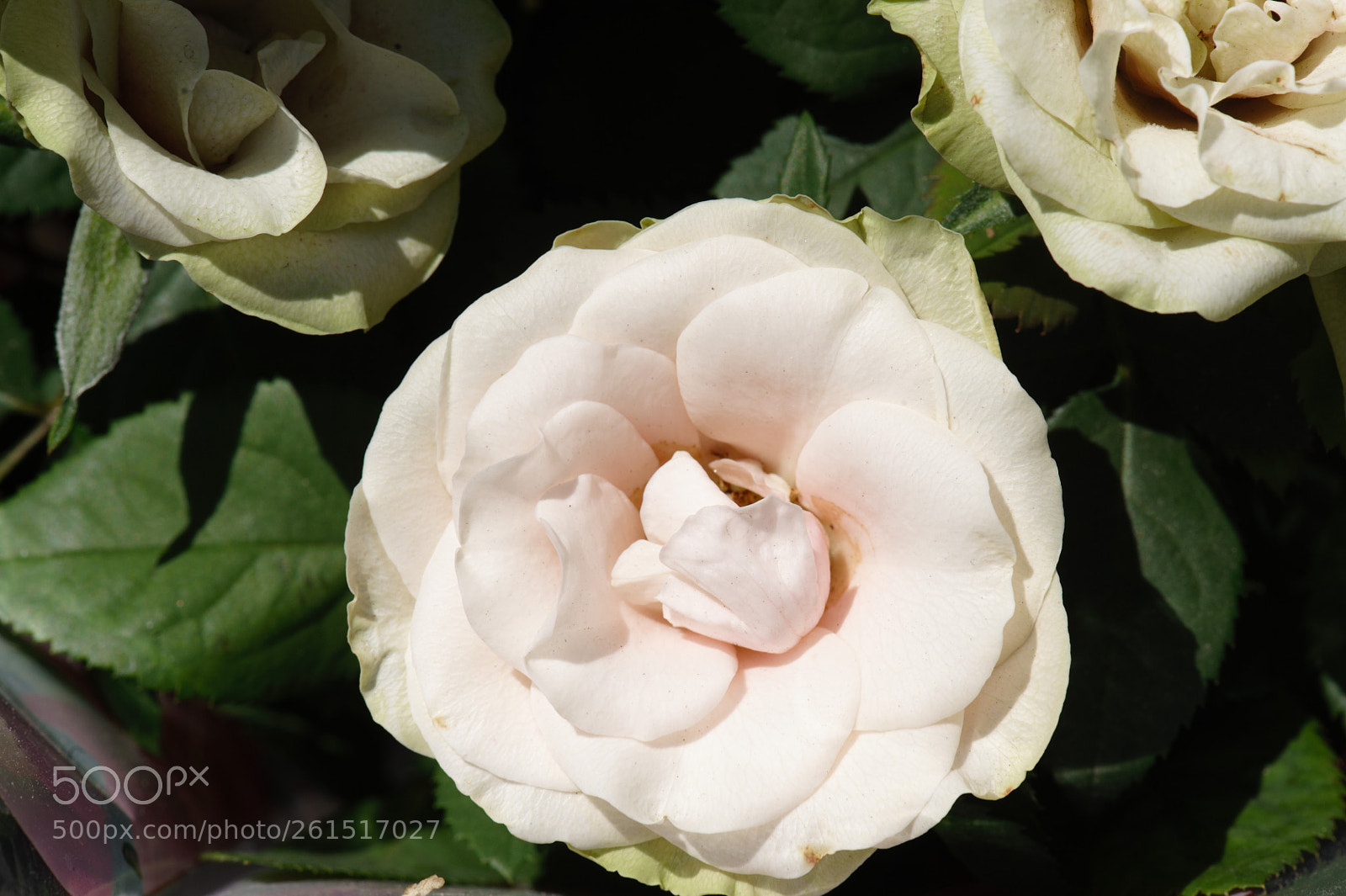 Nikon D700 sample photo. White peonys in the photography