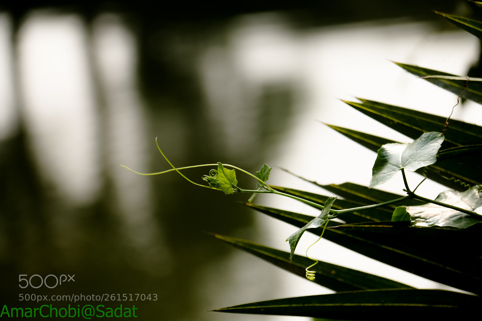 Canon EOS 70D sample photo. Life has the eternal photography