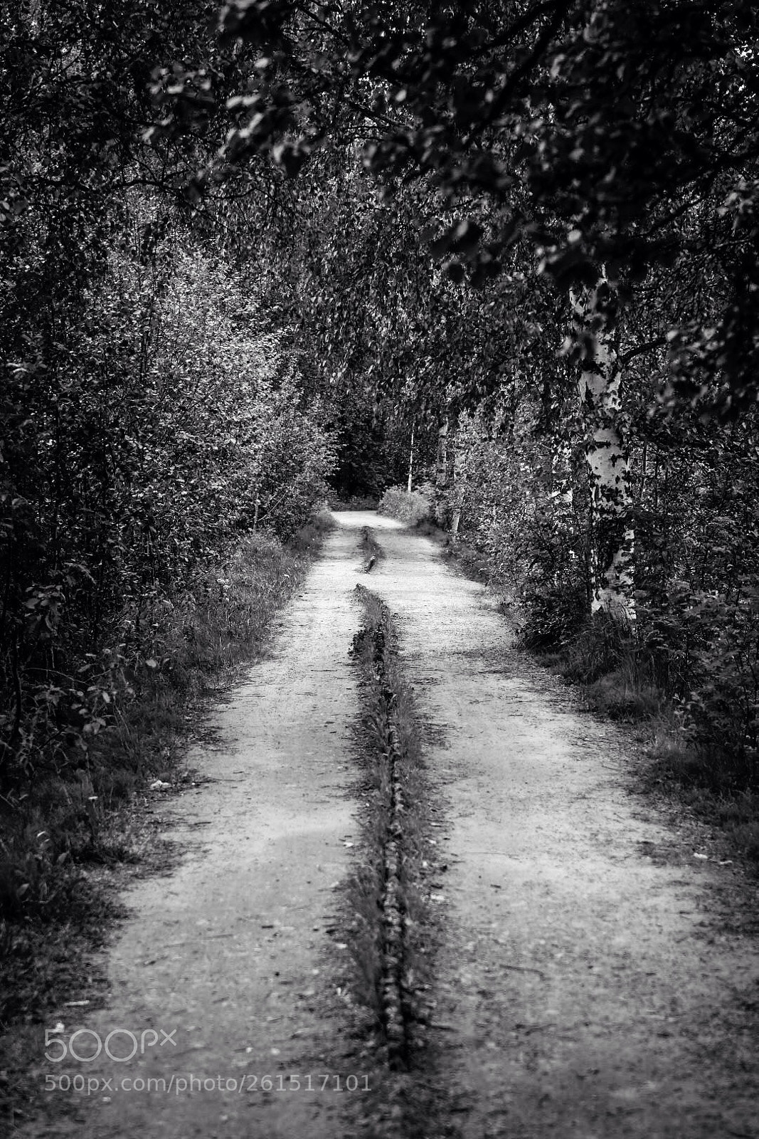 Nikon D500 sample photo. The path photography