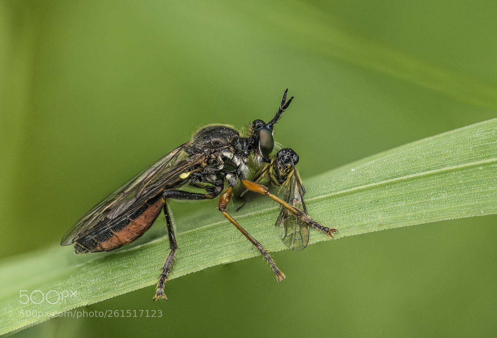 Nikon D610 sample photo. Robber fly and prey photography
