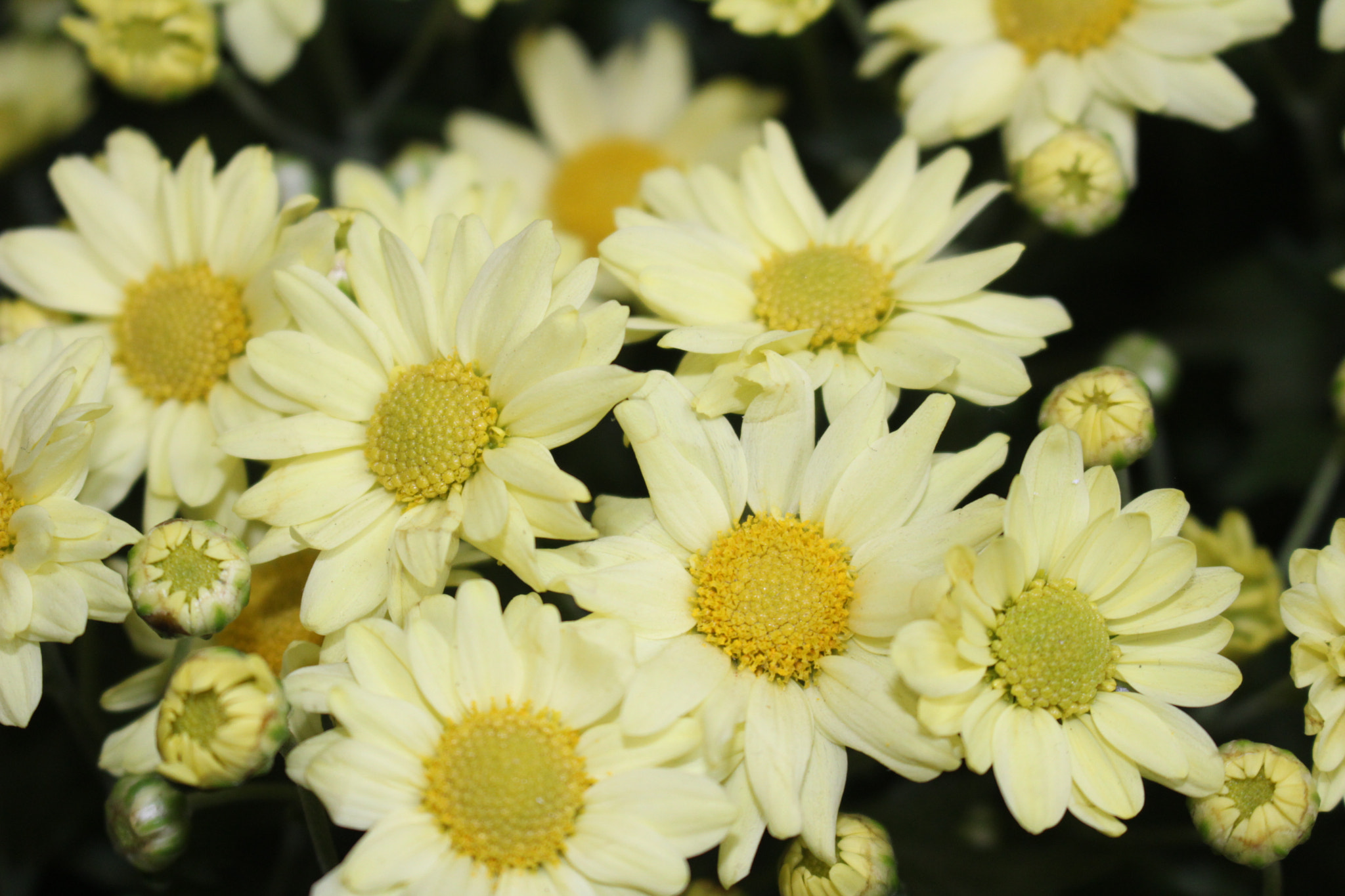 Canon EOS 1200D (EOS Rebel T5 / EOS Kiss X70 / EOS Hi) sample photo. Margaridas photography