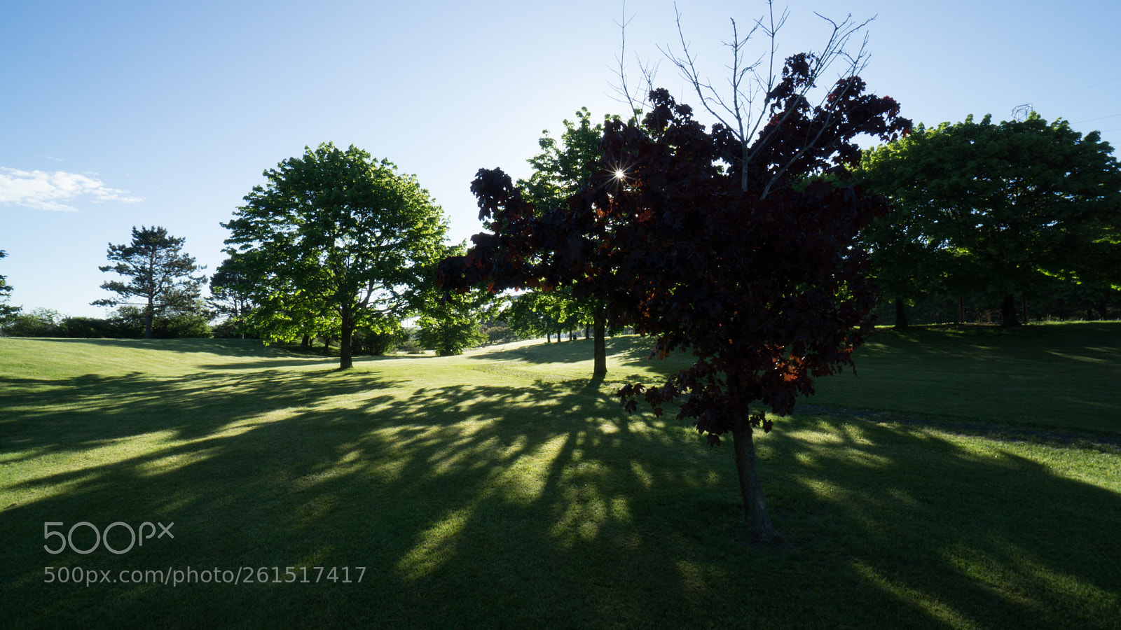 Sony a6000 sample photo. Dappled maple photography