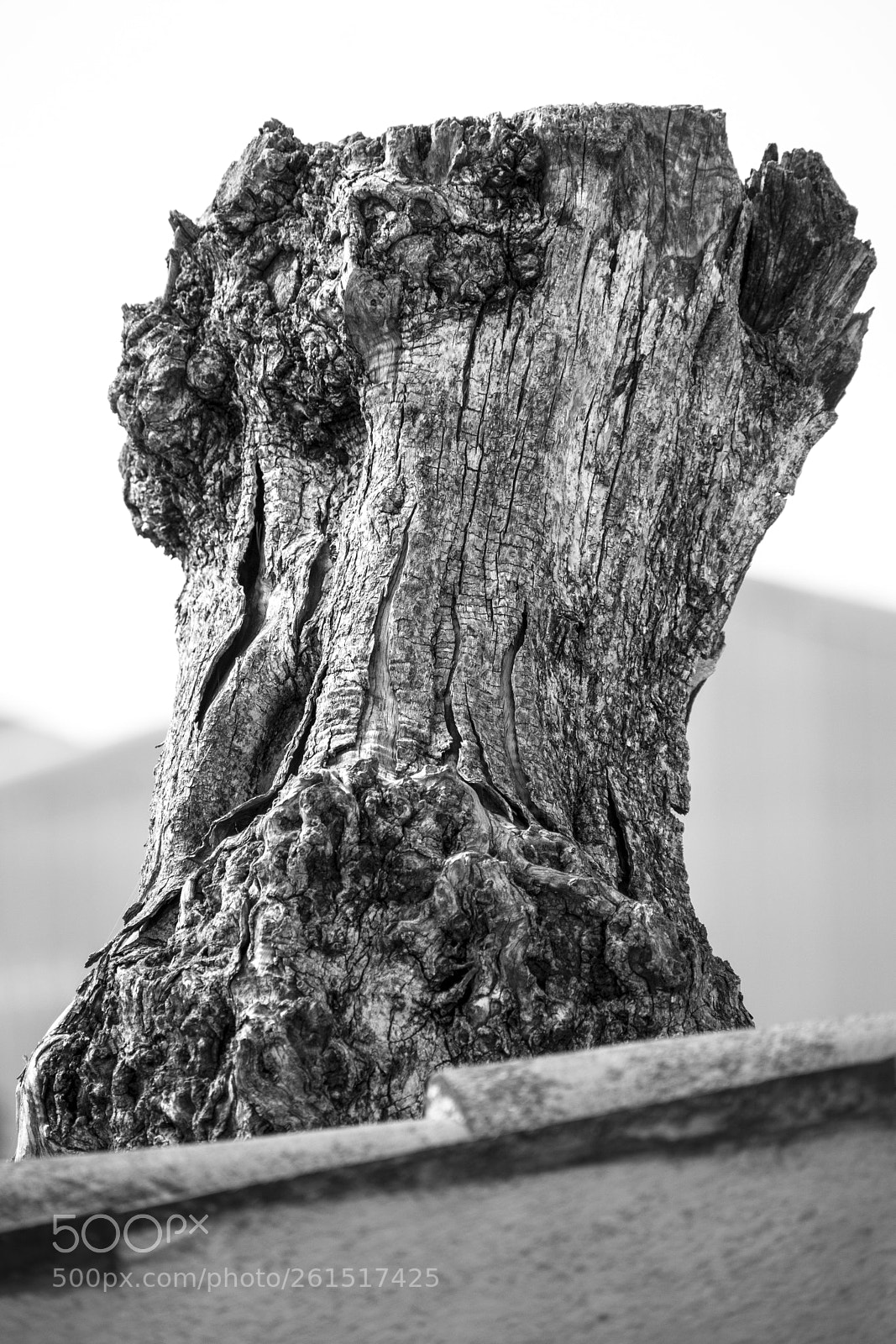 Nikon D5300 sample photo. Broken tree photography
