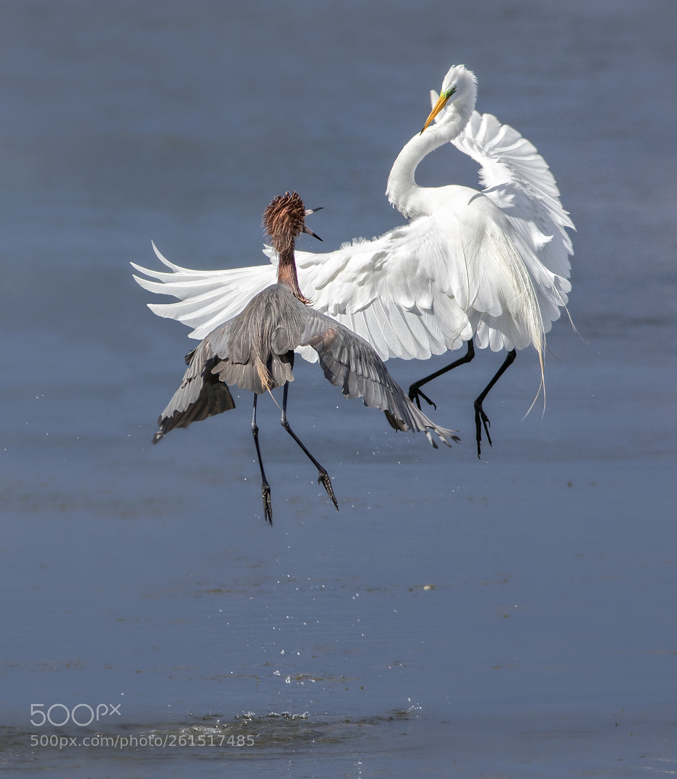 Canon EOS 7D Mark II sample photo. Great egret and reddish photography