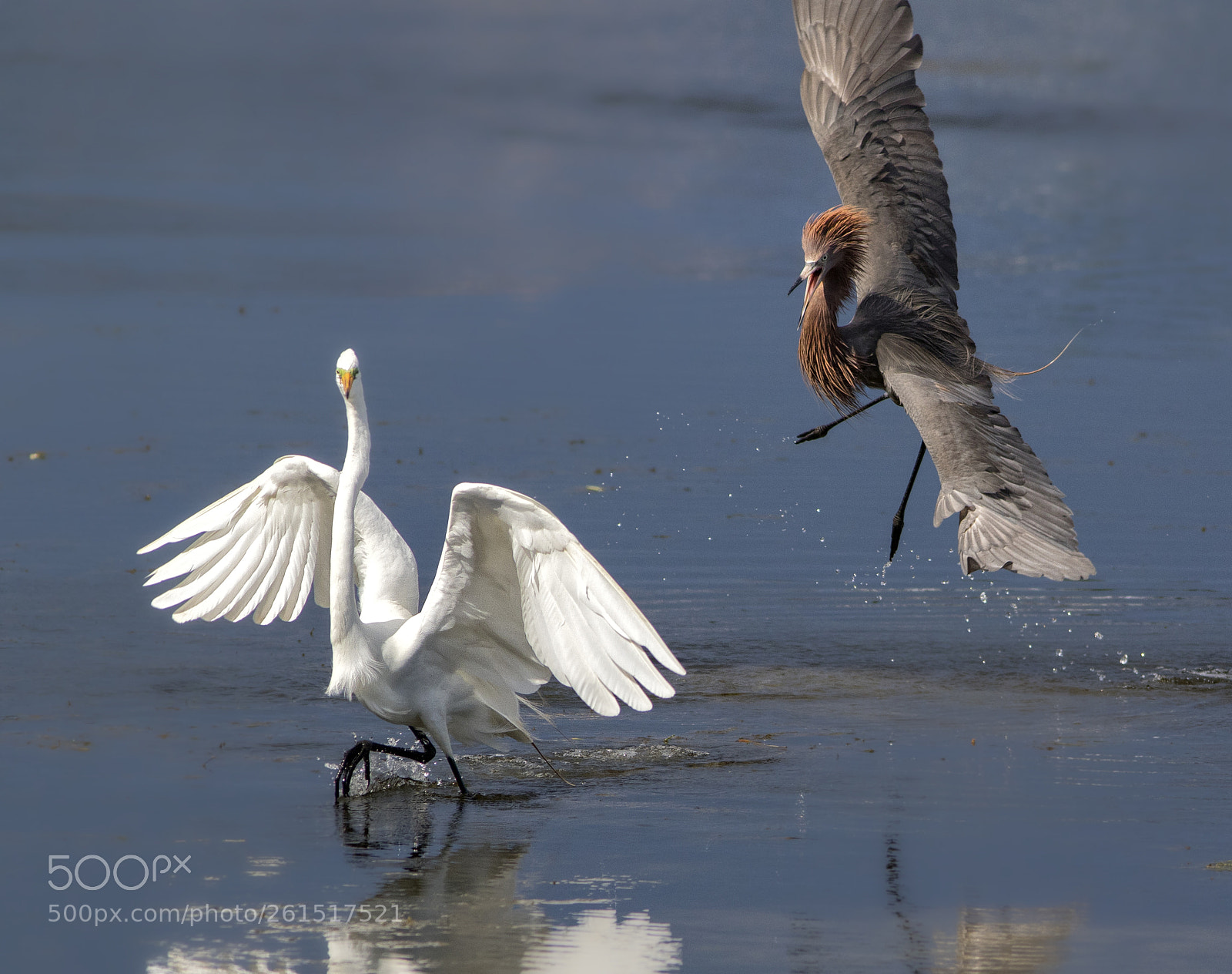 Canon EOS 7D Mark II sample photo. Reddish egret is winning photography