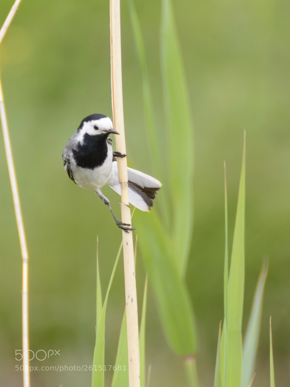 Nikon D7100 sample photo. White wagtail photography