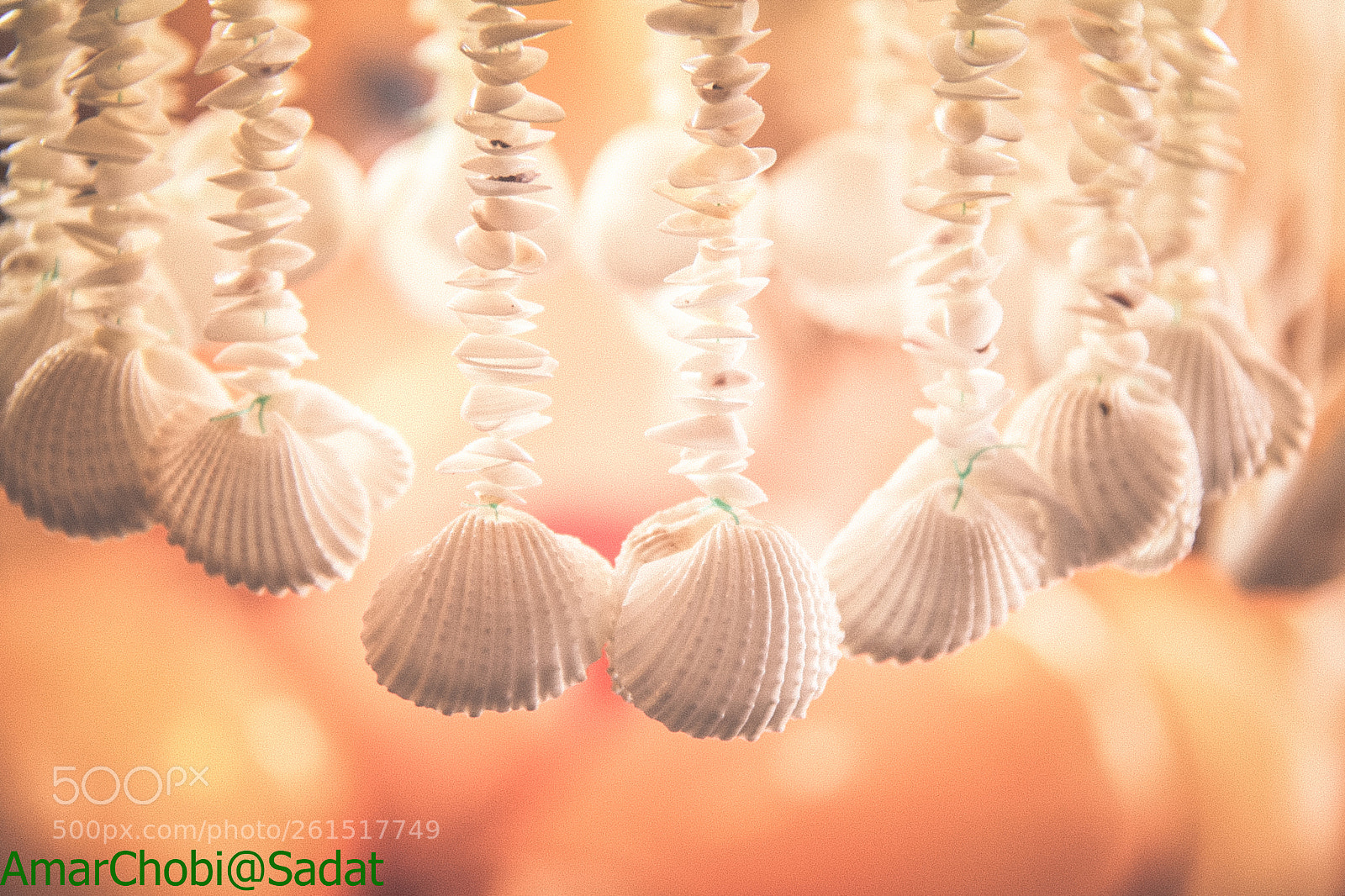 Canon EOS 60D sample photo. White shells photography