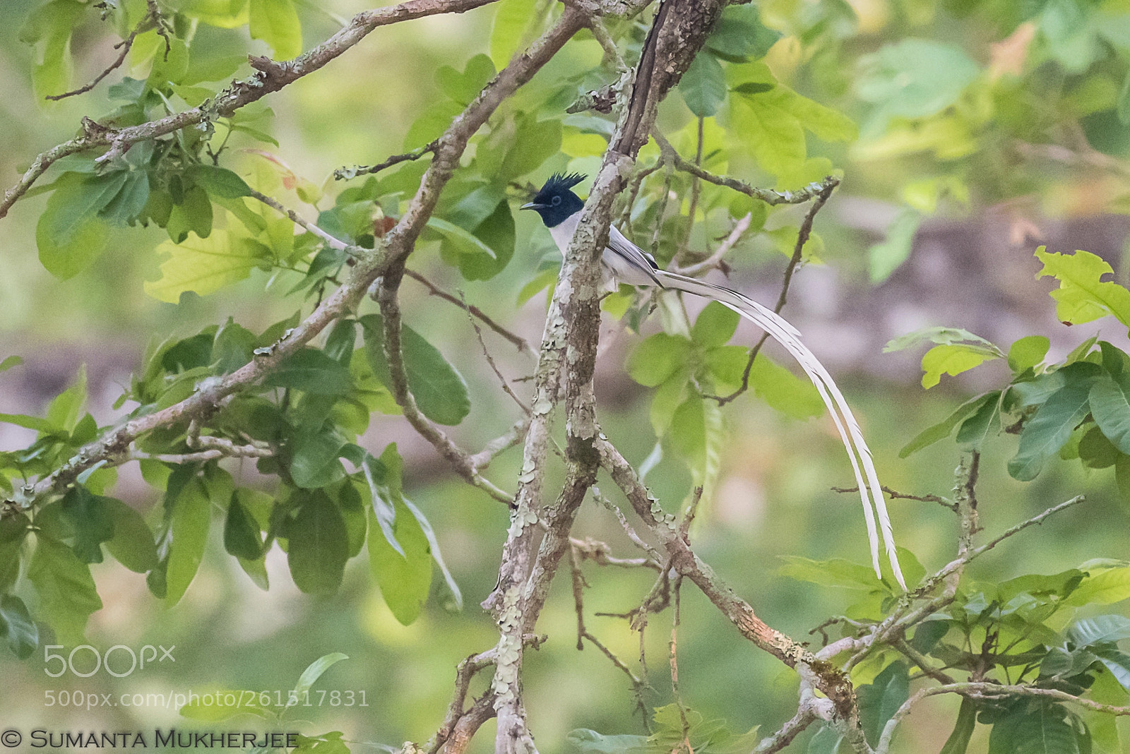 Nikon D810 sample photo. Hide 'n seek photography