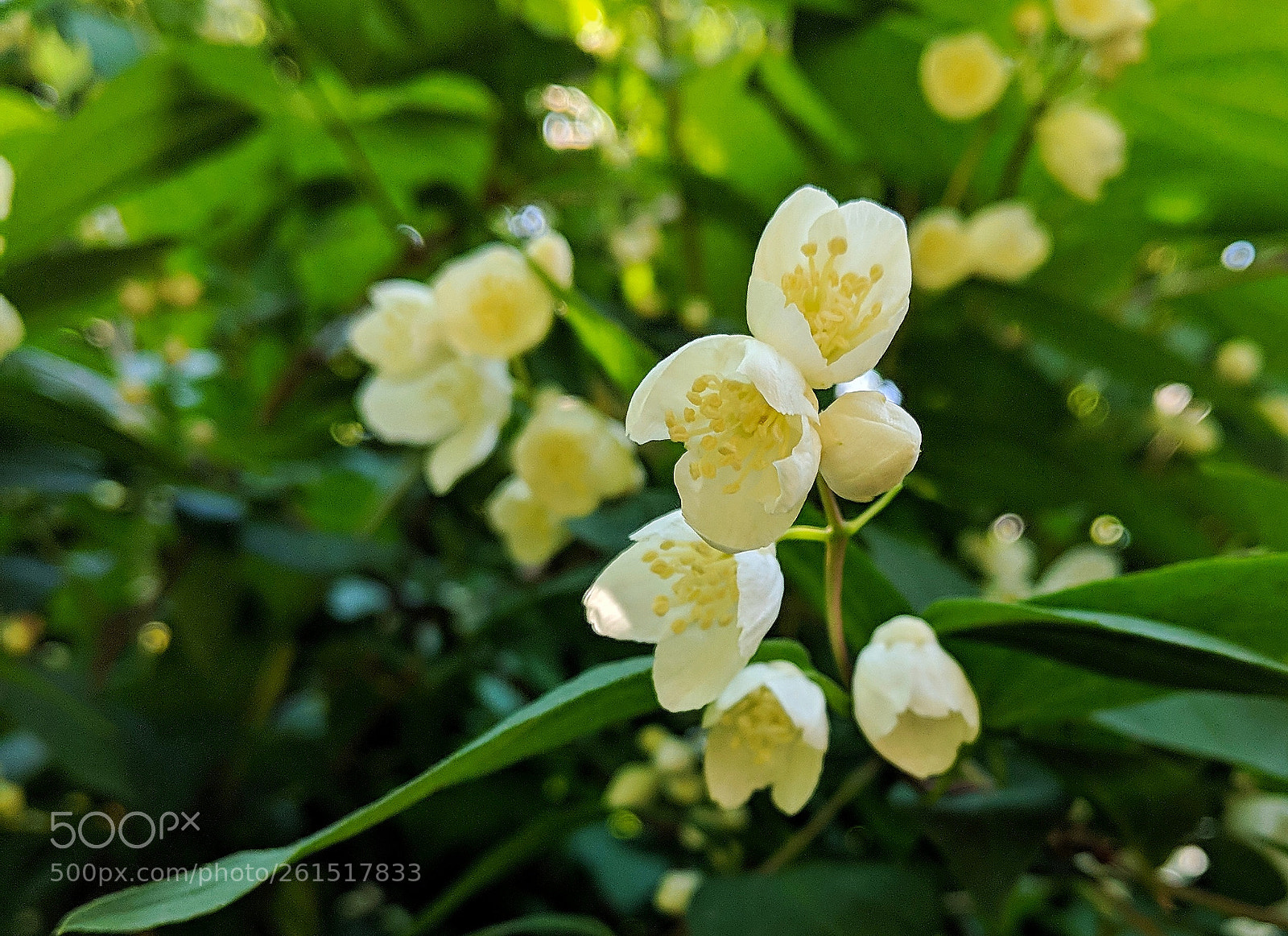 Google Pixel 2 sample photo. Flowers photography