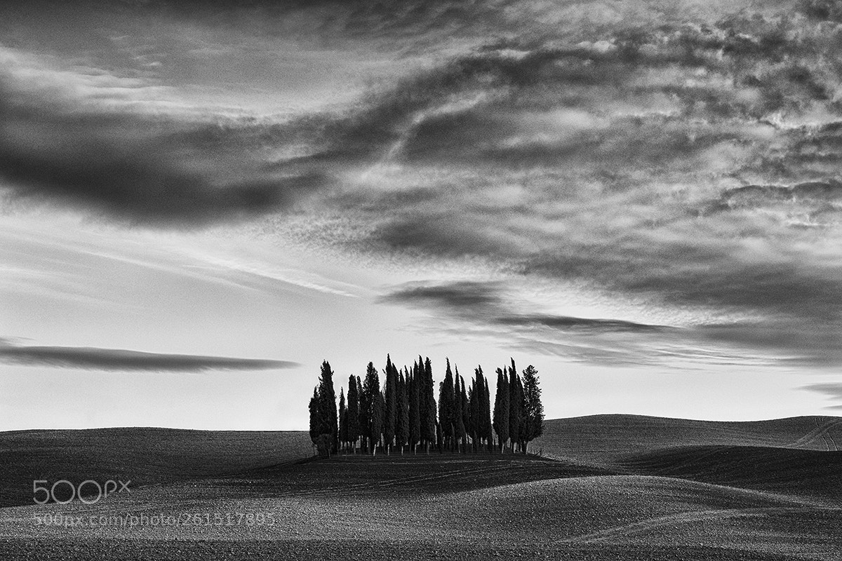 Nikon D810 sample photo. Cypress grove 5 photography