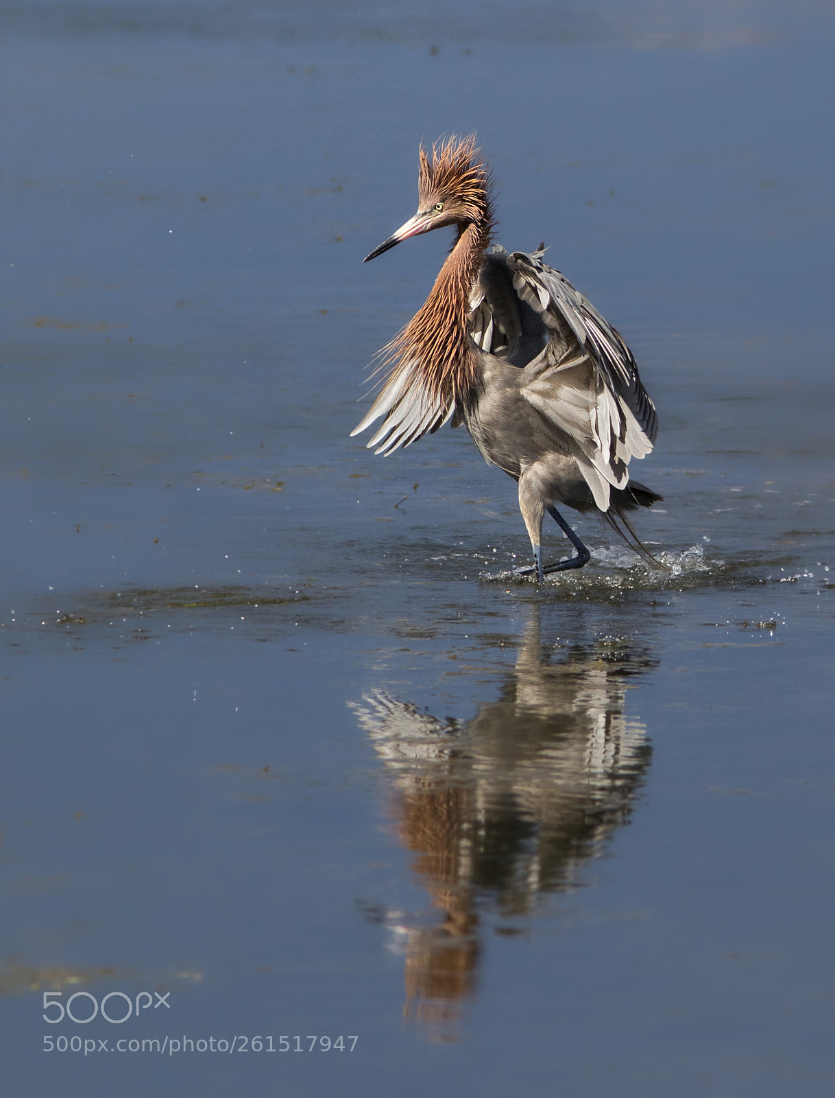 Canon EOS 7D Mark II sample photo. Major attitude photography