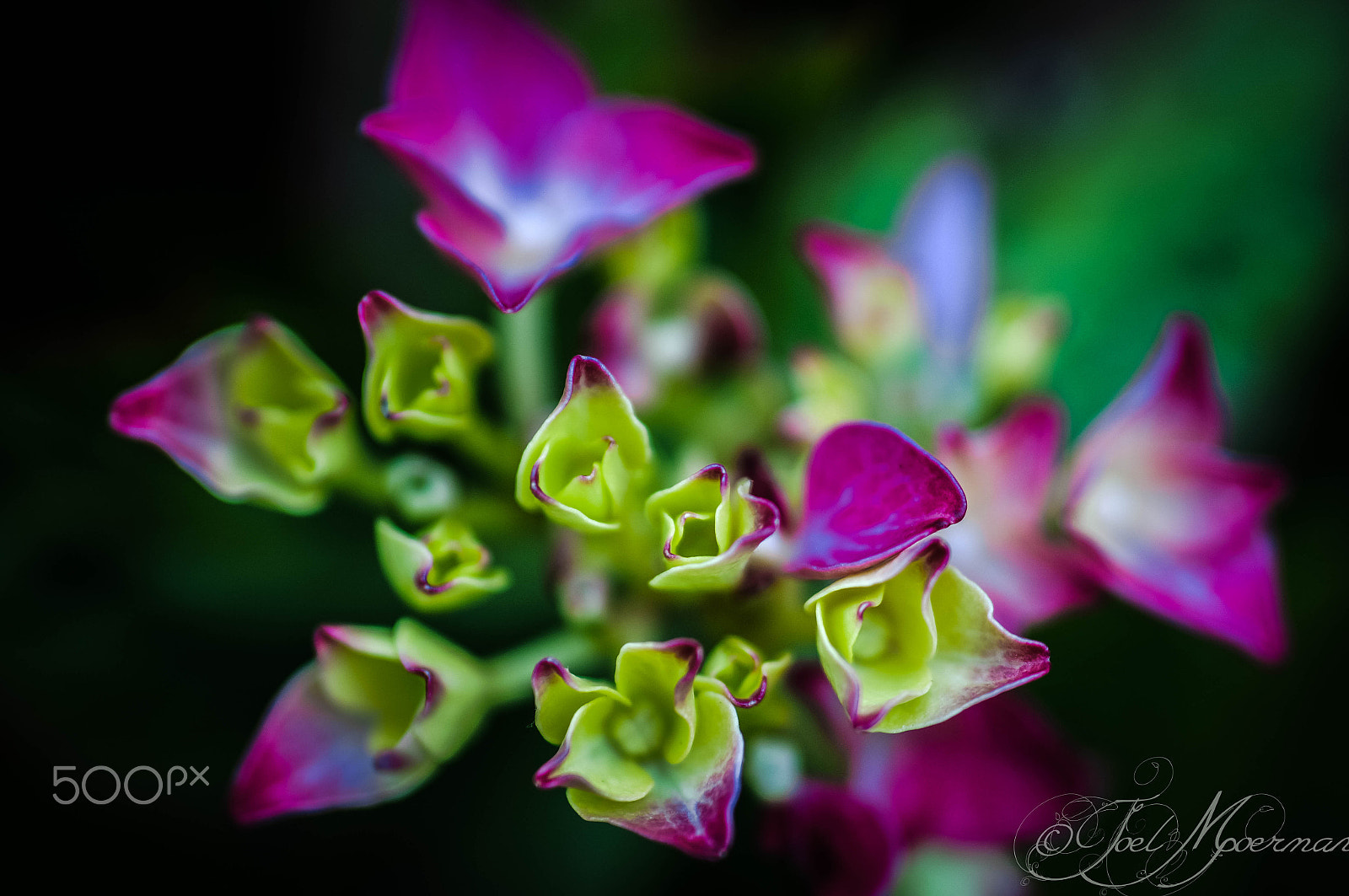 Sony SLT-A57 sample photo. Colors ! photography
