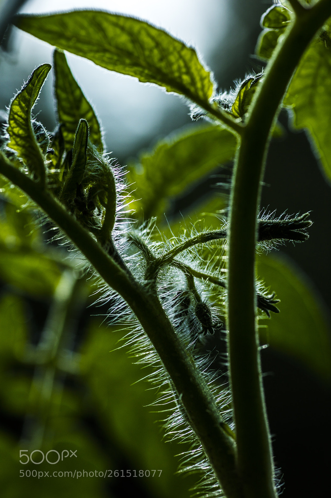 Canon EOS 5DS sample photo. Tomato photography
