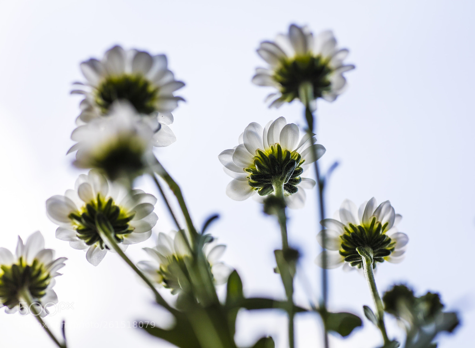 Canon EOS 5DS sample photo. Flower photography