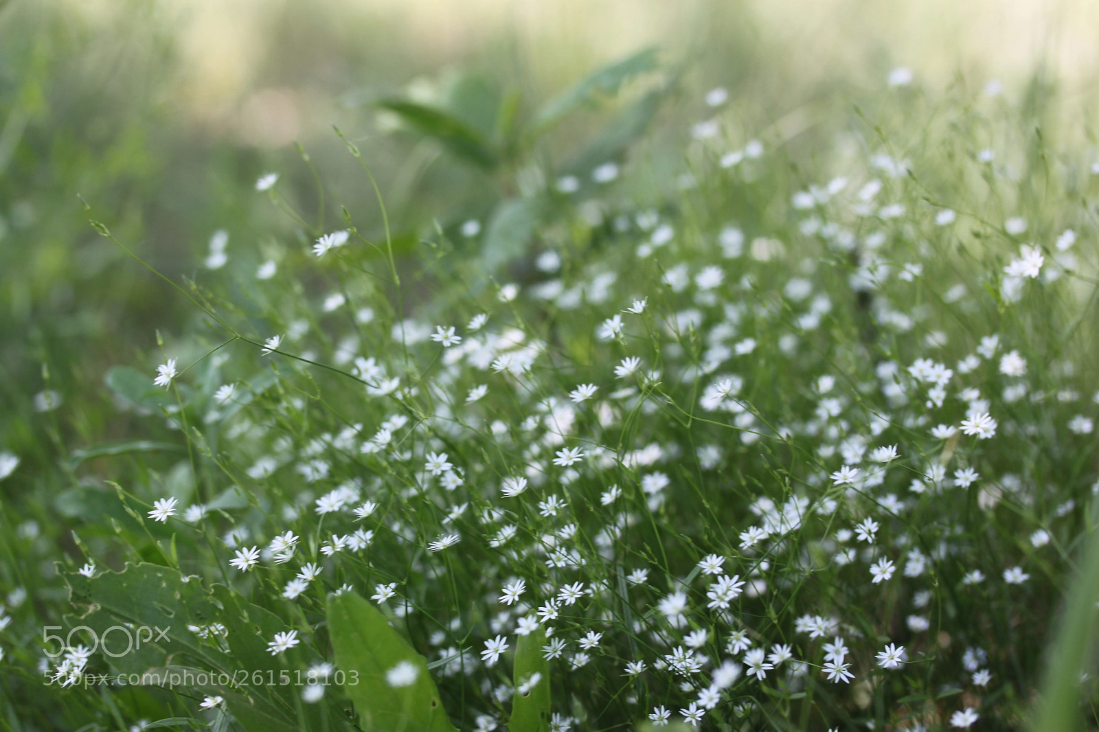 Canon EOS 500D (EOS Rebel T1i / EOS Kiss X3) sample photo. Wildflowers photography