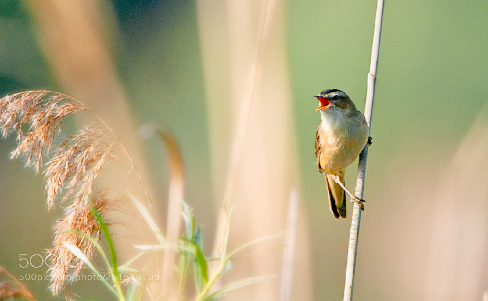 Nikon D80 sample photo. Singing warbler photography