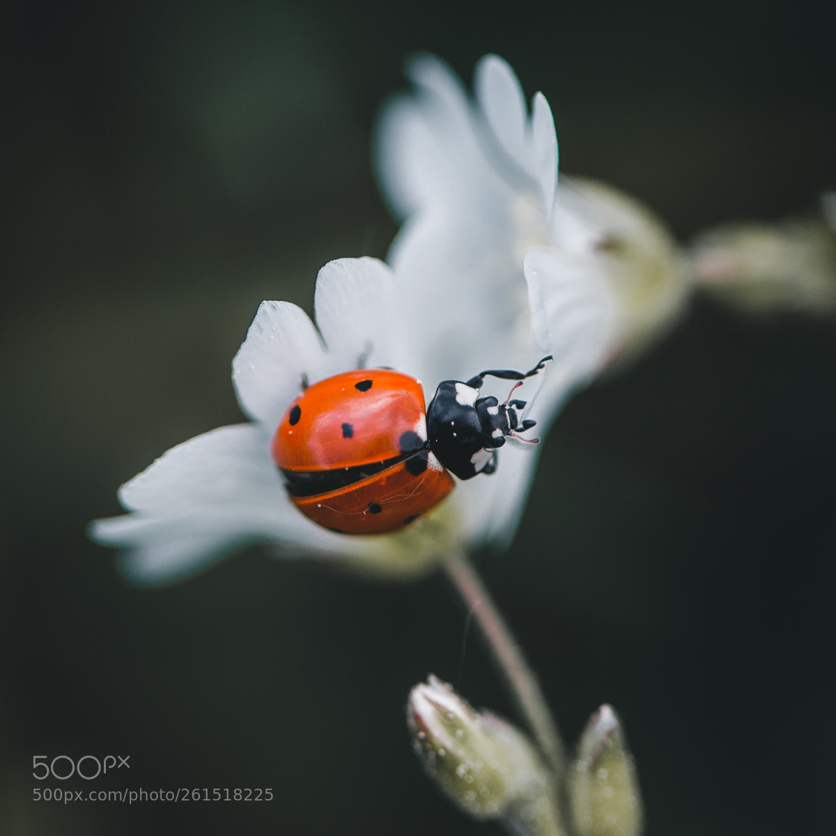Nikon Df sample photo. Ladybug... photography