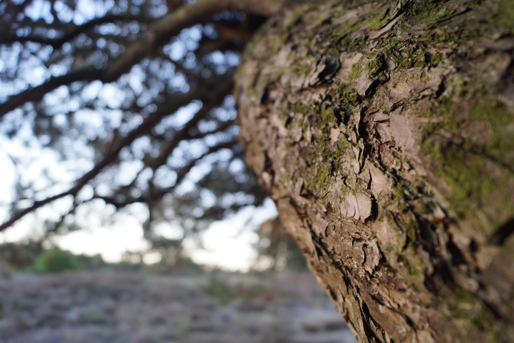 Sony SLT-A65 (SLT-A65V) sample photo