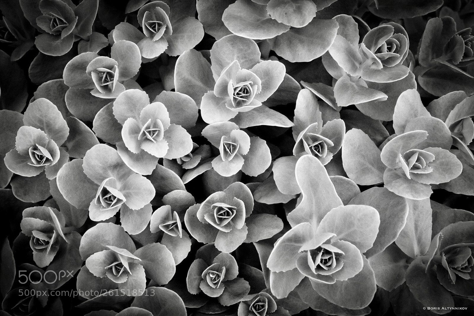 Nikon D610 sample photo. Untitled photography