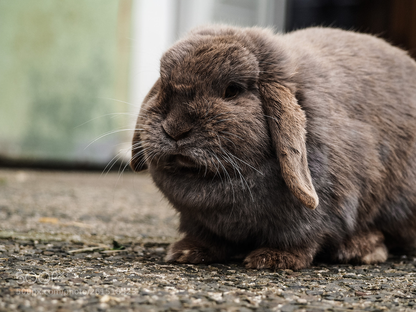 Olympus OM-D E-M10 II sample photo. Flopsy002 photography