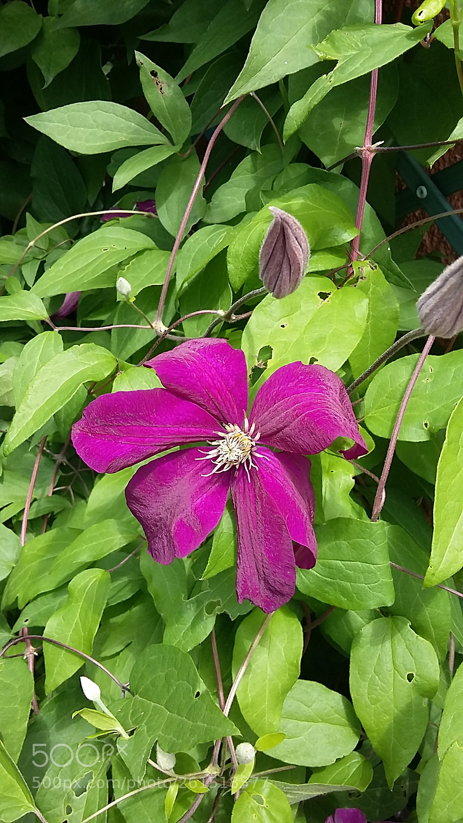Samsung Galaxy Grand Prime sample photo. Untitled photography